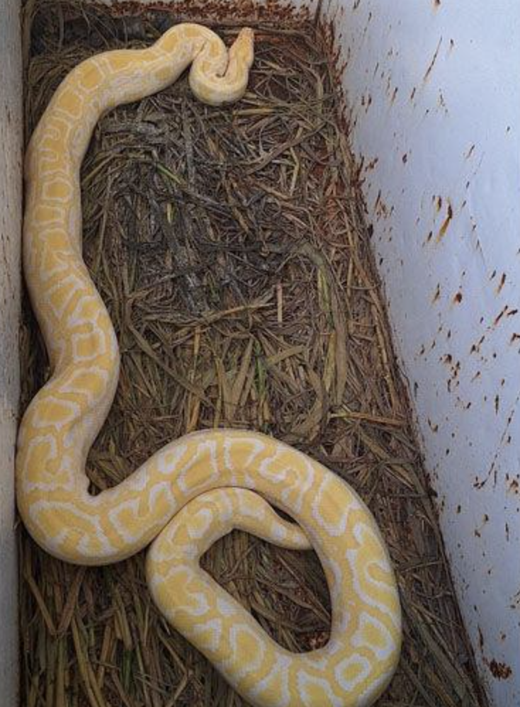 Twelve foot, 100 lb yellow Burmese Python seized in Las Lomas